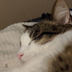 Meet your Posher, Ann